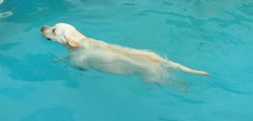 Devon outdoor Swimming Pools
